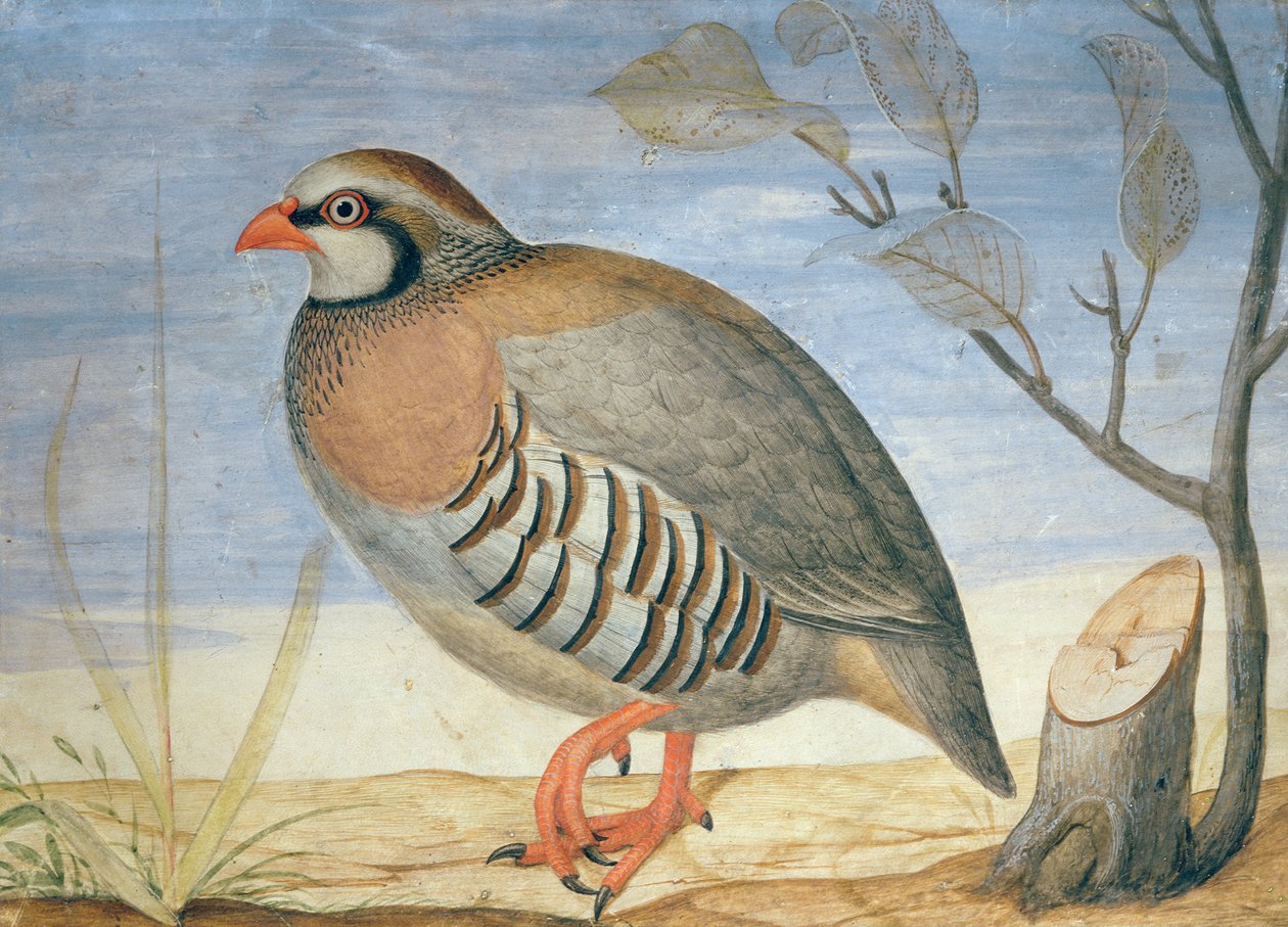 A Red Legged Partridge by Carlo Battaglia