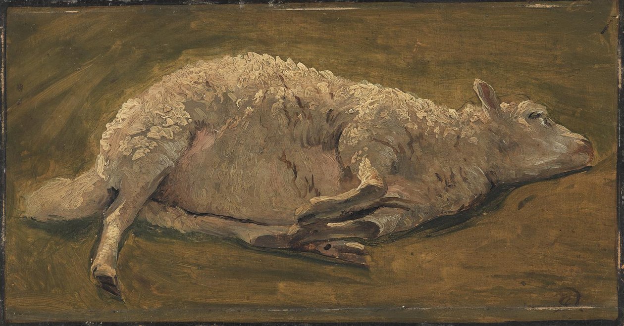 Study of a Lying Sheep by Carlo Dalgas