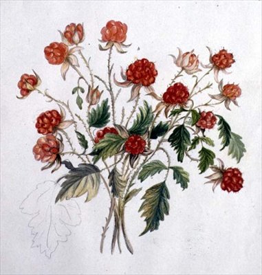 Wild Raspberry by Caroline Louisa Meredith