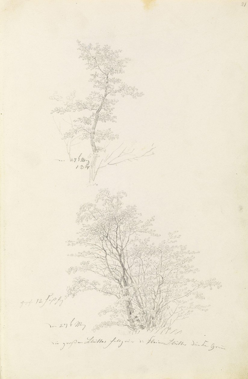 Group of Young Trees by Caspar David Friedrich