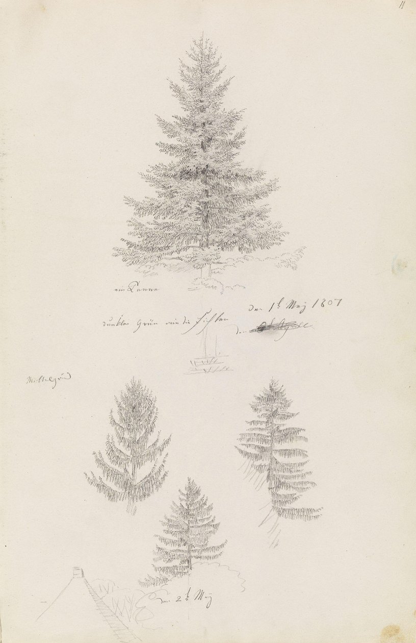 Fir and Three Studies of Spruce by Caspar David Friedrich