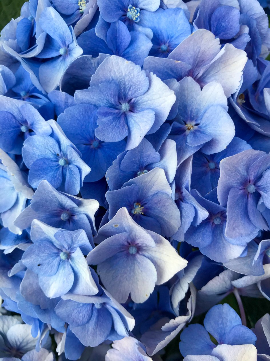 Composition - Flowers by Cécile Jamet