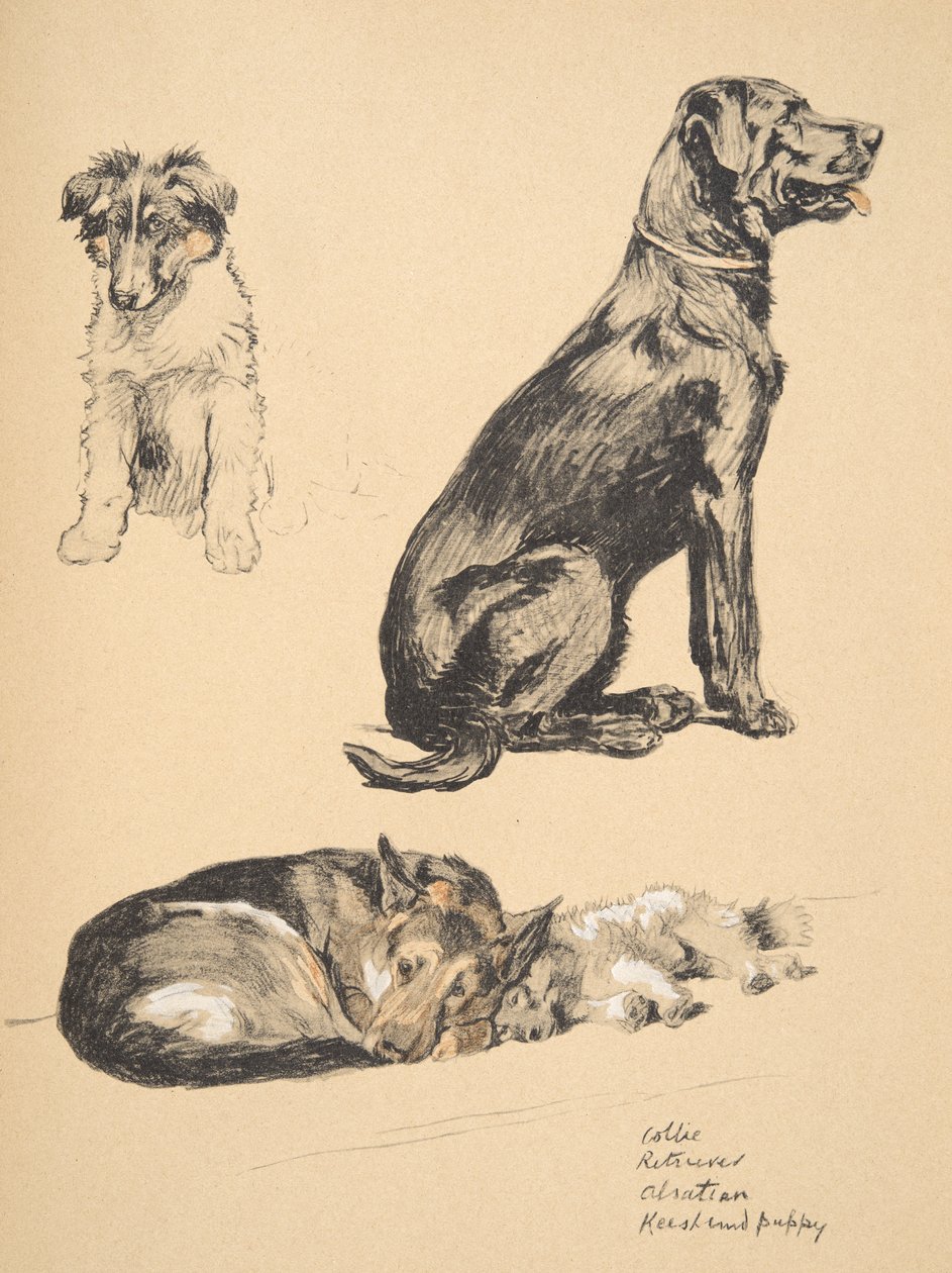 Collie, Retriever, Alstian and Keeshund Puppy, Illustrations from His Sketch Book Used for 