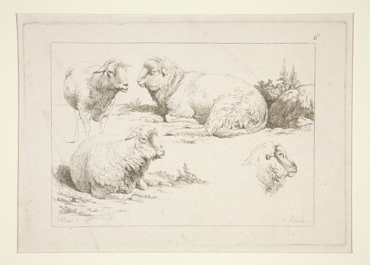 Study of Sheep by Charles Echard