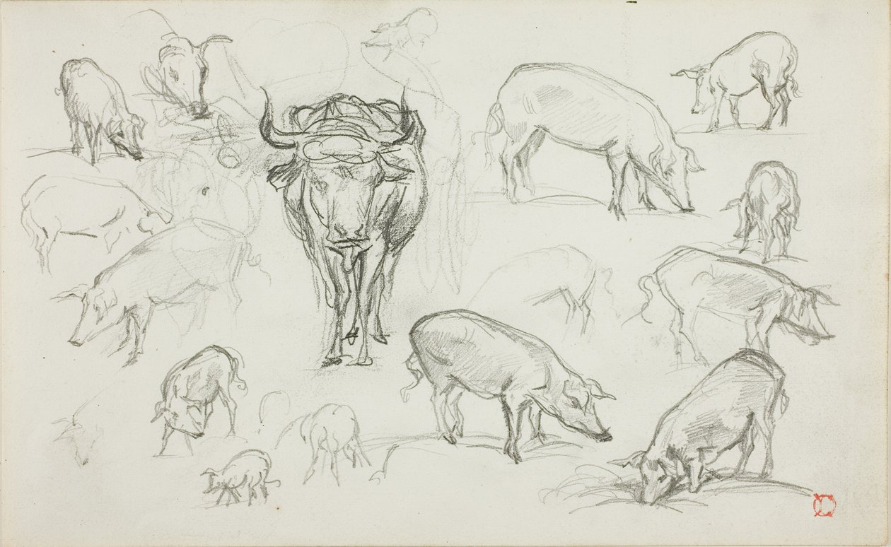 Sketches of Swine and an Ox by Charles Francois Daubigny