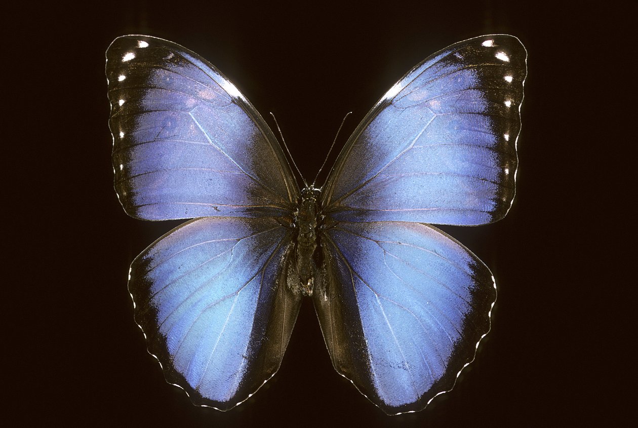 Morpho vitrea by Augustus Kollner