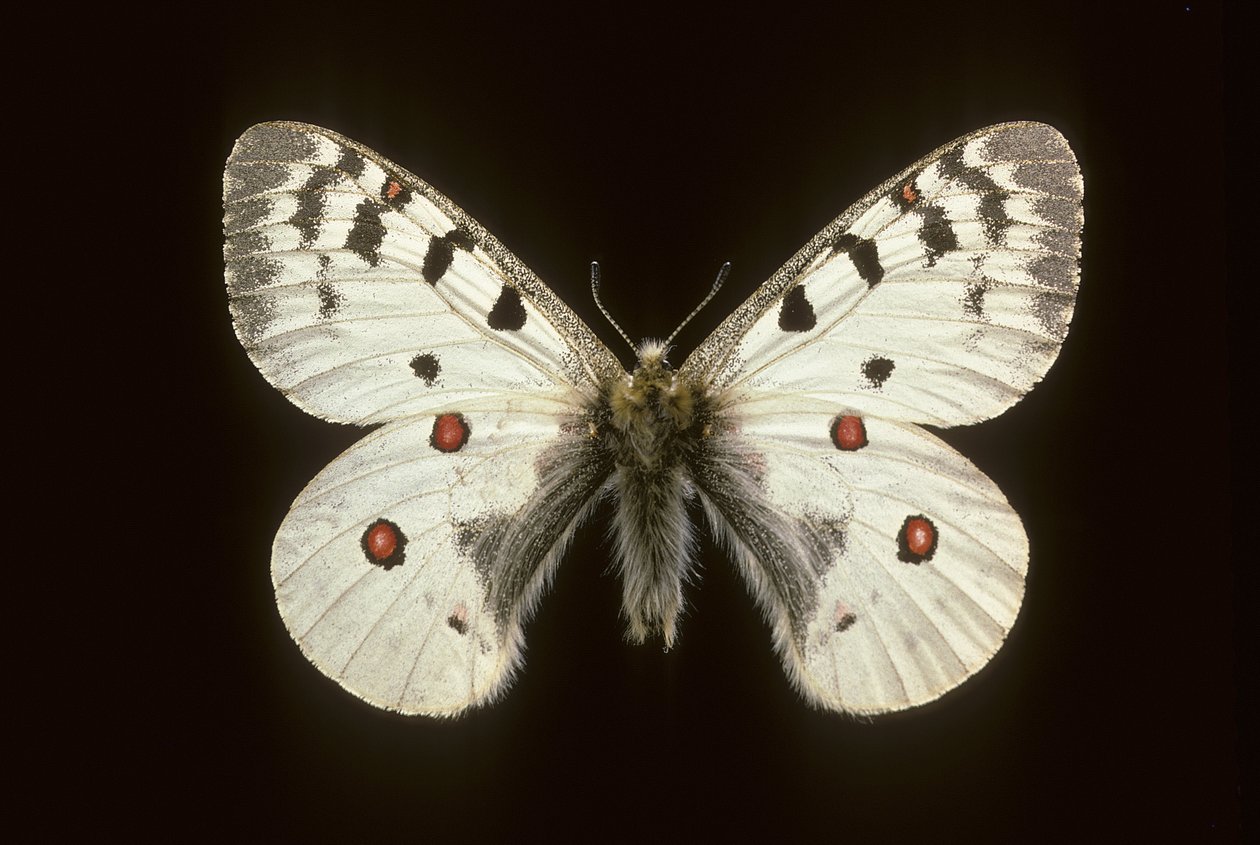 Small apollo by Augustus Kollner