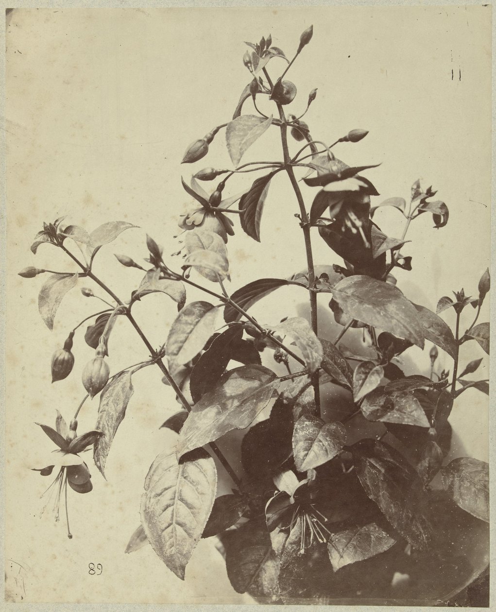 Flower Still Life with Fuchsia by Charles Hippolyte Aubry