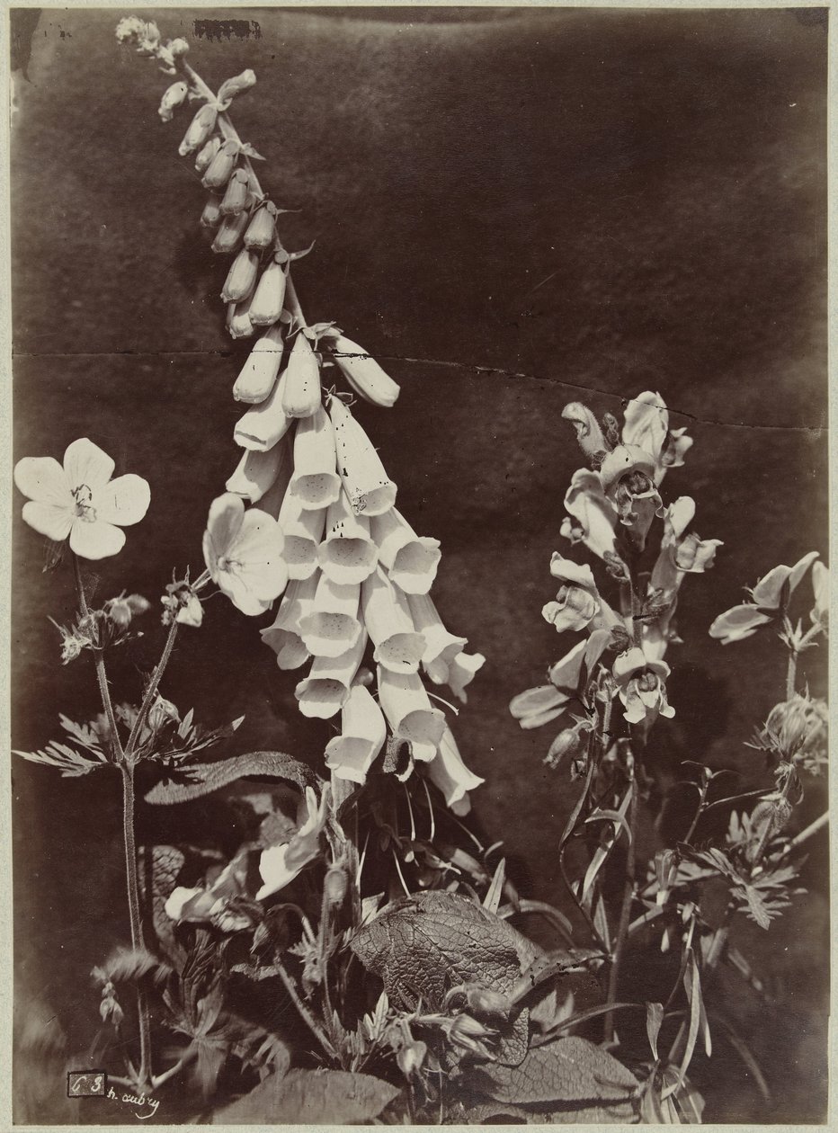 Flower Still Life with Foxglove by Charles Hippolyte Aubry