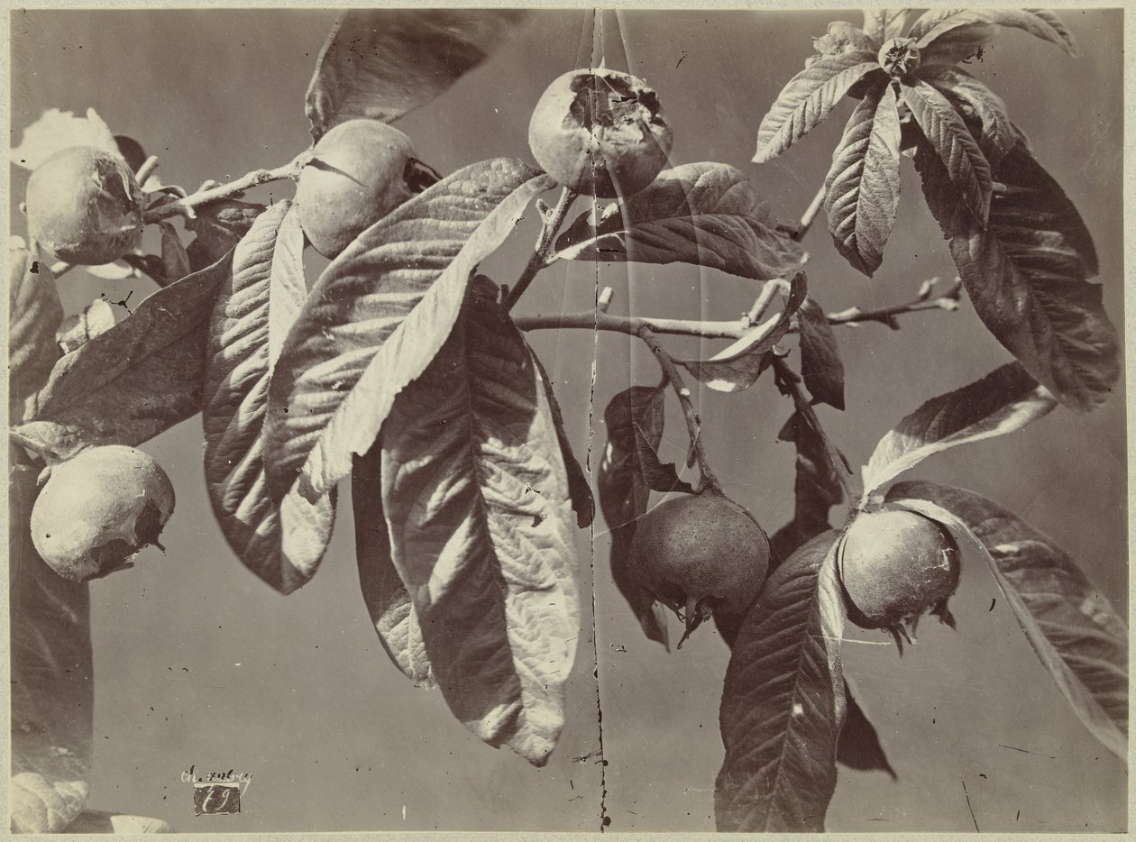 Still Life with Medlars by Charles Hippolyte Aubry