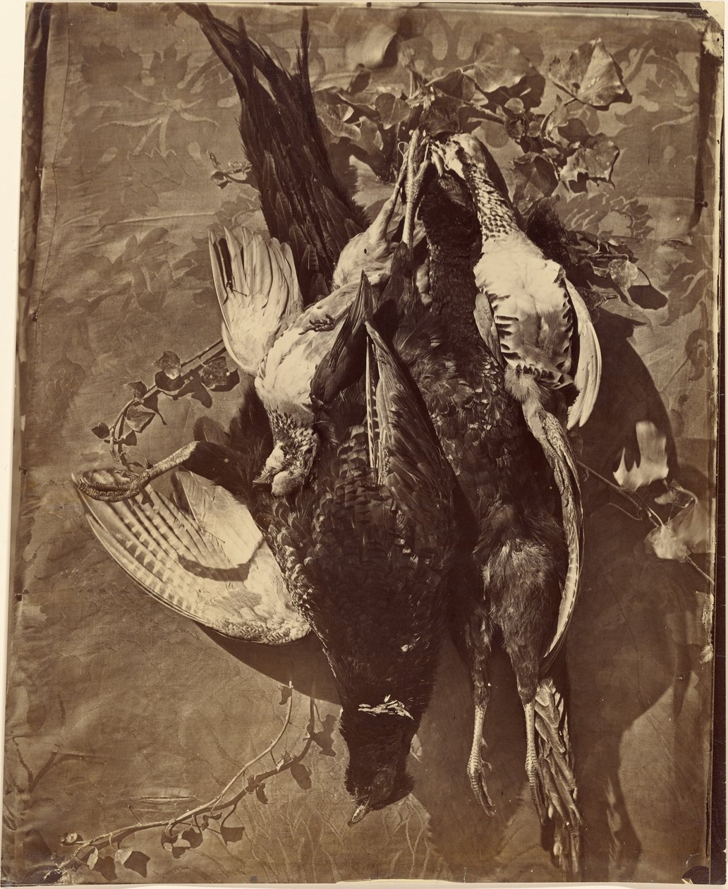 Still Life of Game Bird with Feathers by Charles Nègre