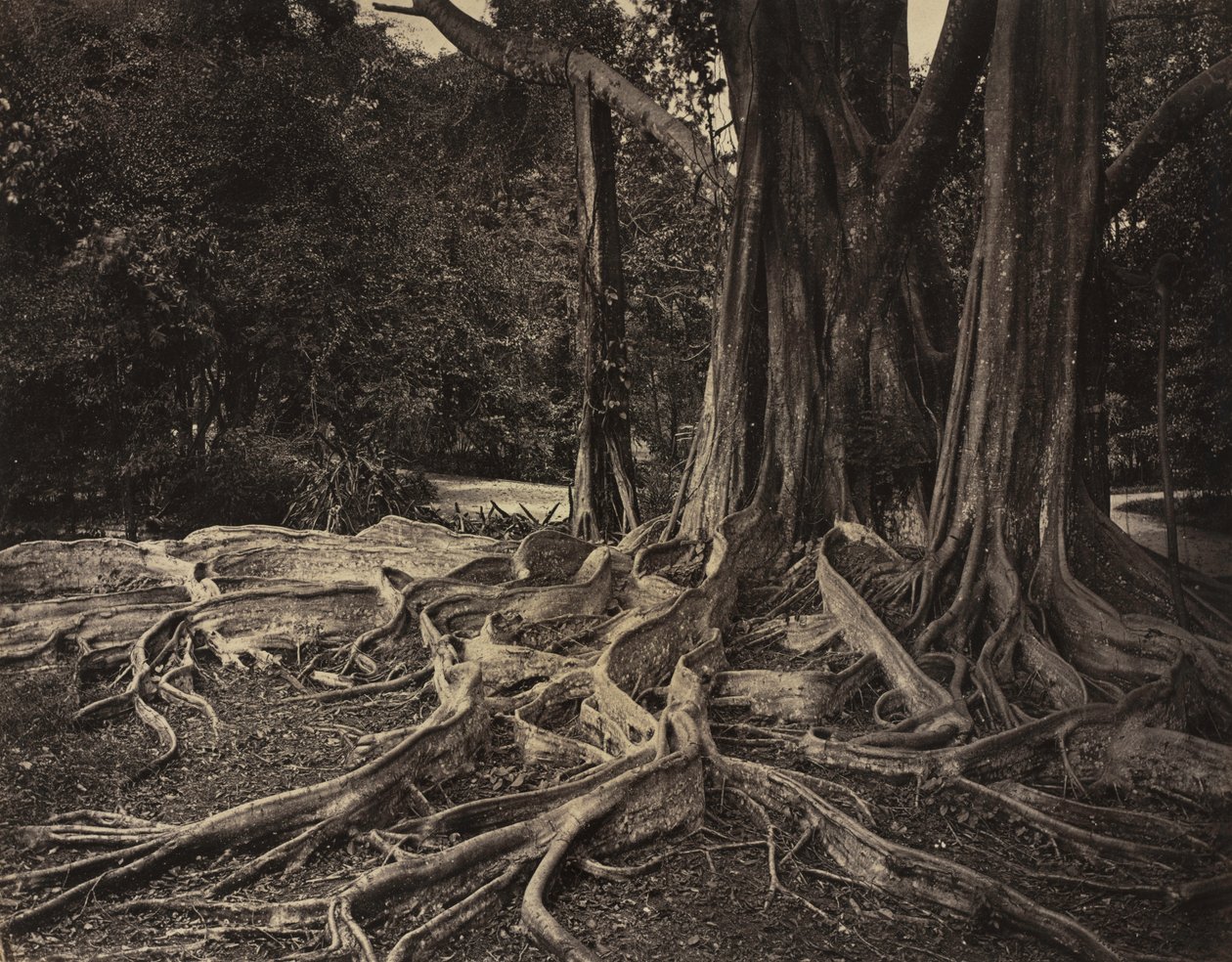 Rubber Tree, Assam, India (Ficus Elastica) by Charles T. Scowen