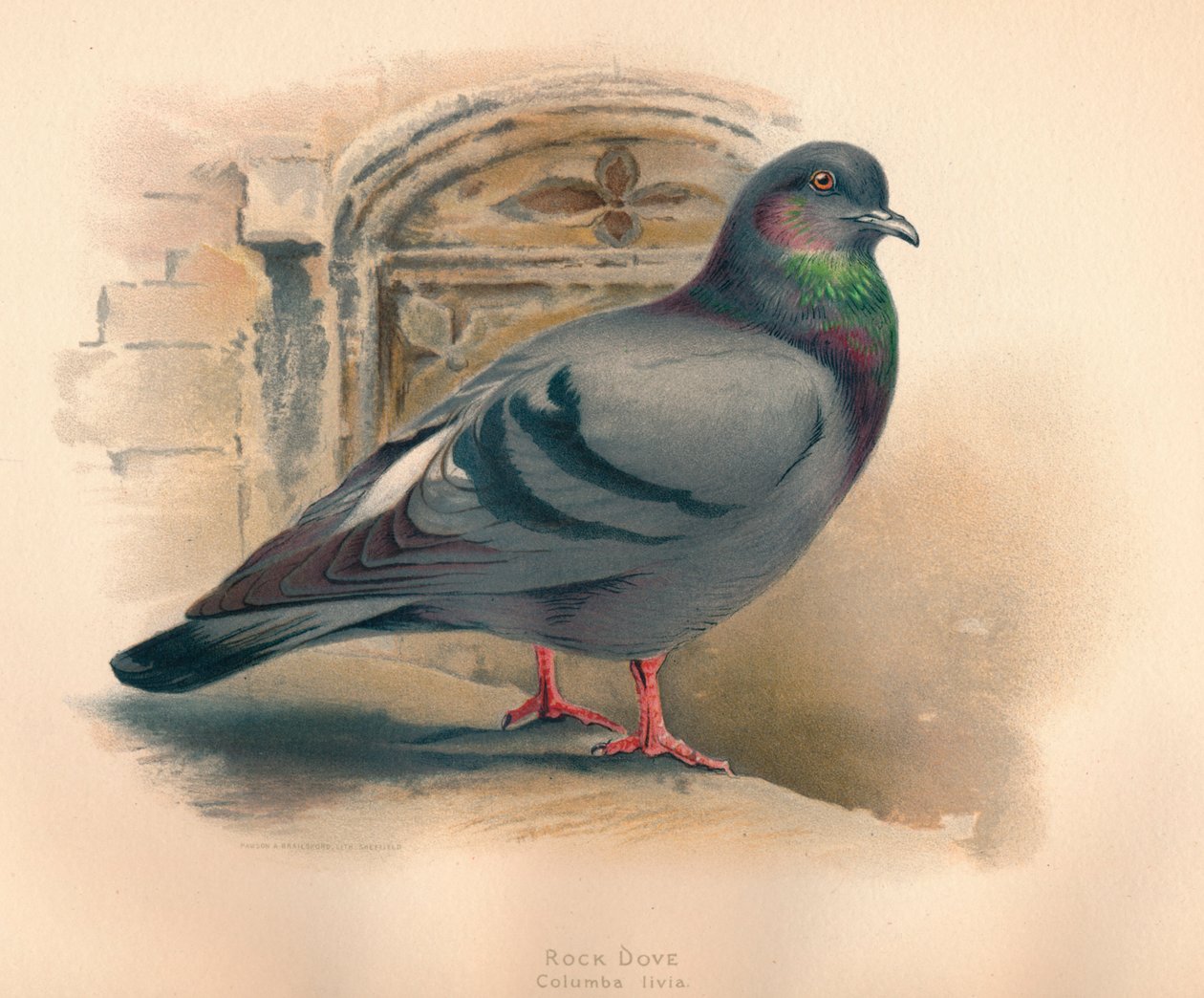 Rock Dove by Charles Whymper