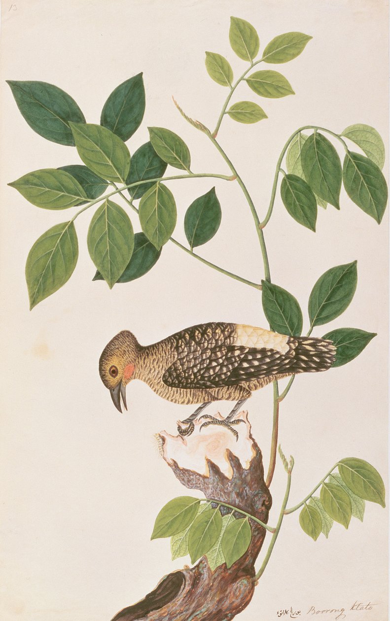 Buff-rumped Woodpecker, from Drawings of Birds from Malacca, c.1805-18 by Chinese School