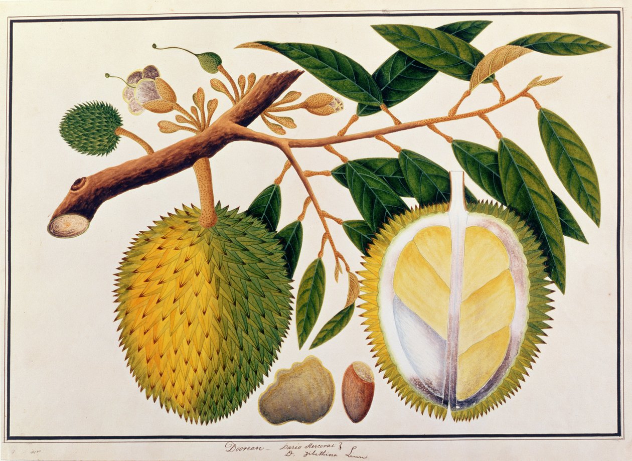 Doorean or Durio Hercorae, from Drawings of Plants from Malacca, c.1805-18 by Chinese School