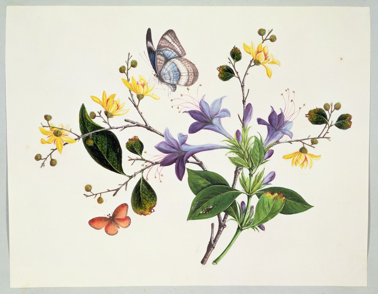 Flower Study and Insects by Chinese School