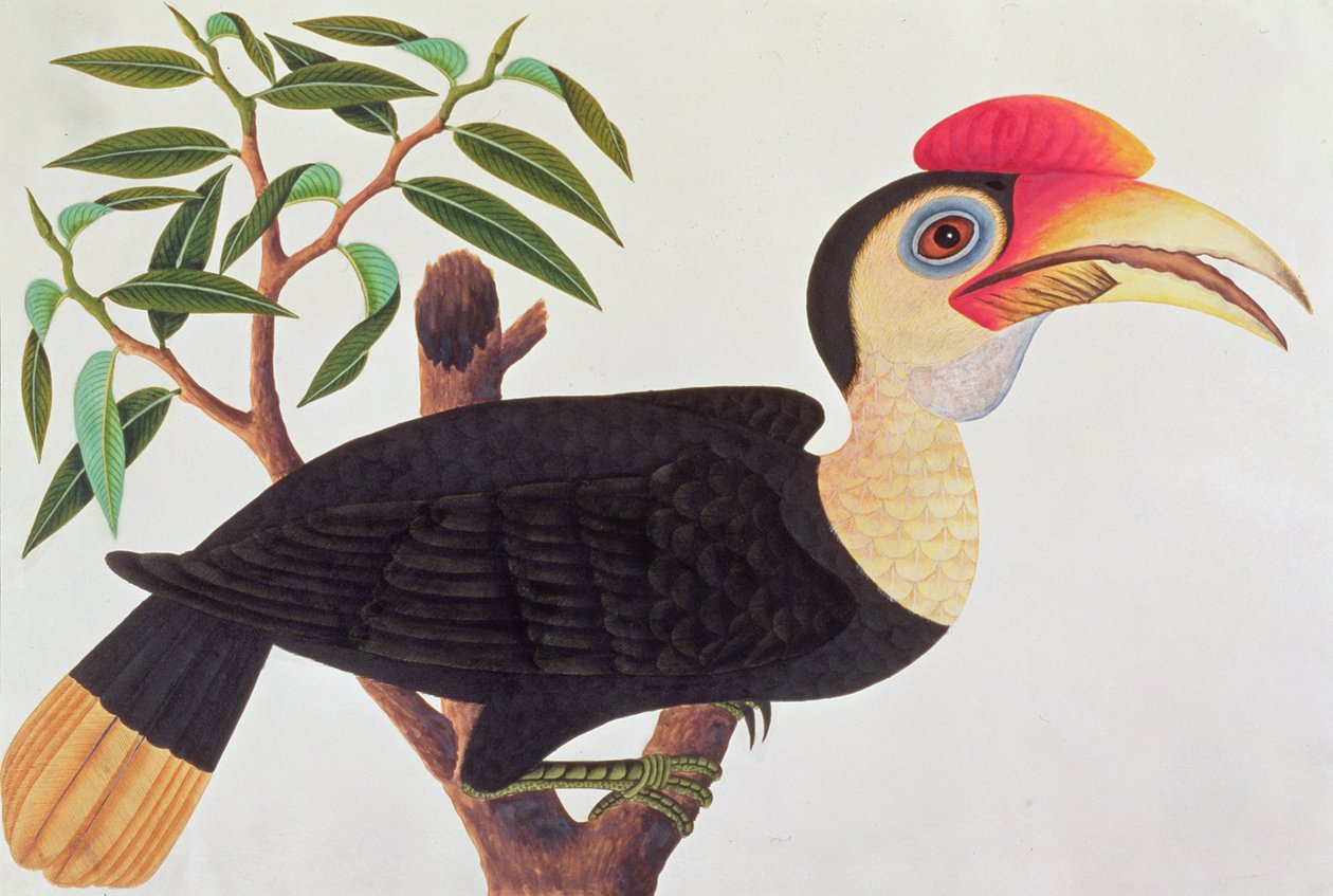 Ke-ke, from Drawings of Birds from Malacca, c.1805-18 by Chinese School