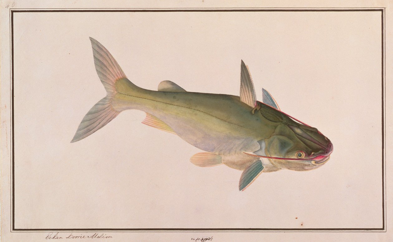 Soldier Catfish, from Drawings of Fishes from Malacca, c.1805-18 by Chinese School