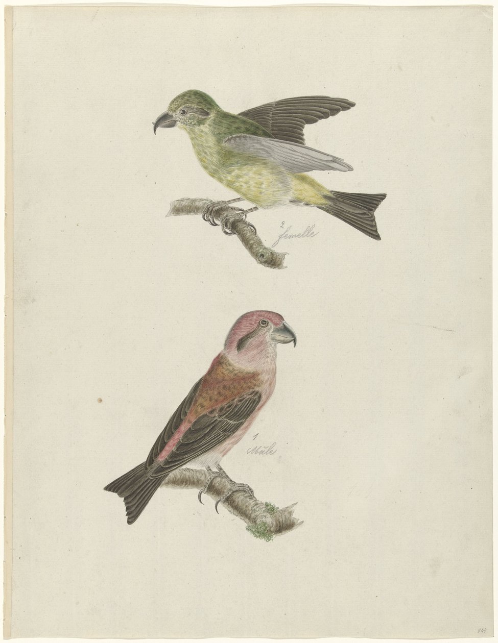 Two Crossbills by Christiaan Sepp (possibly)
