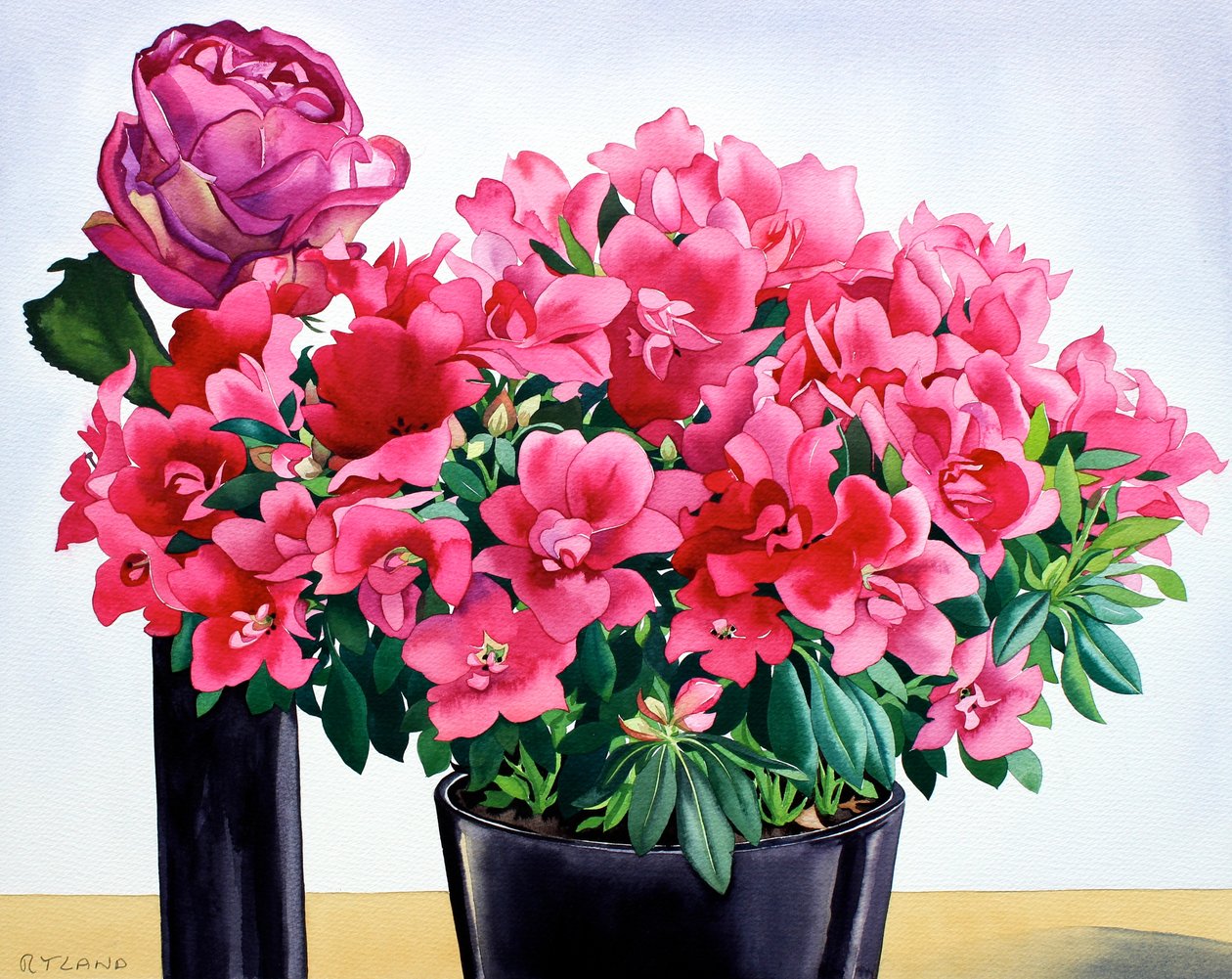 Azalea Rose by Christopher Ryland