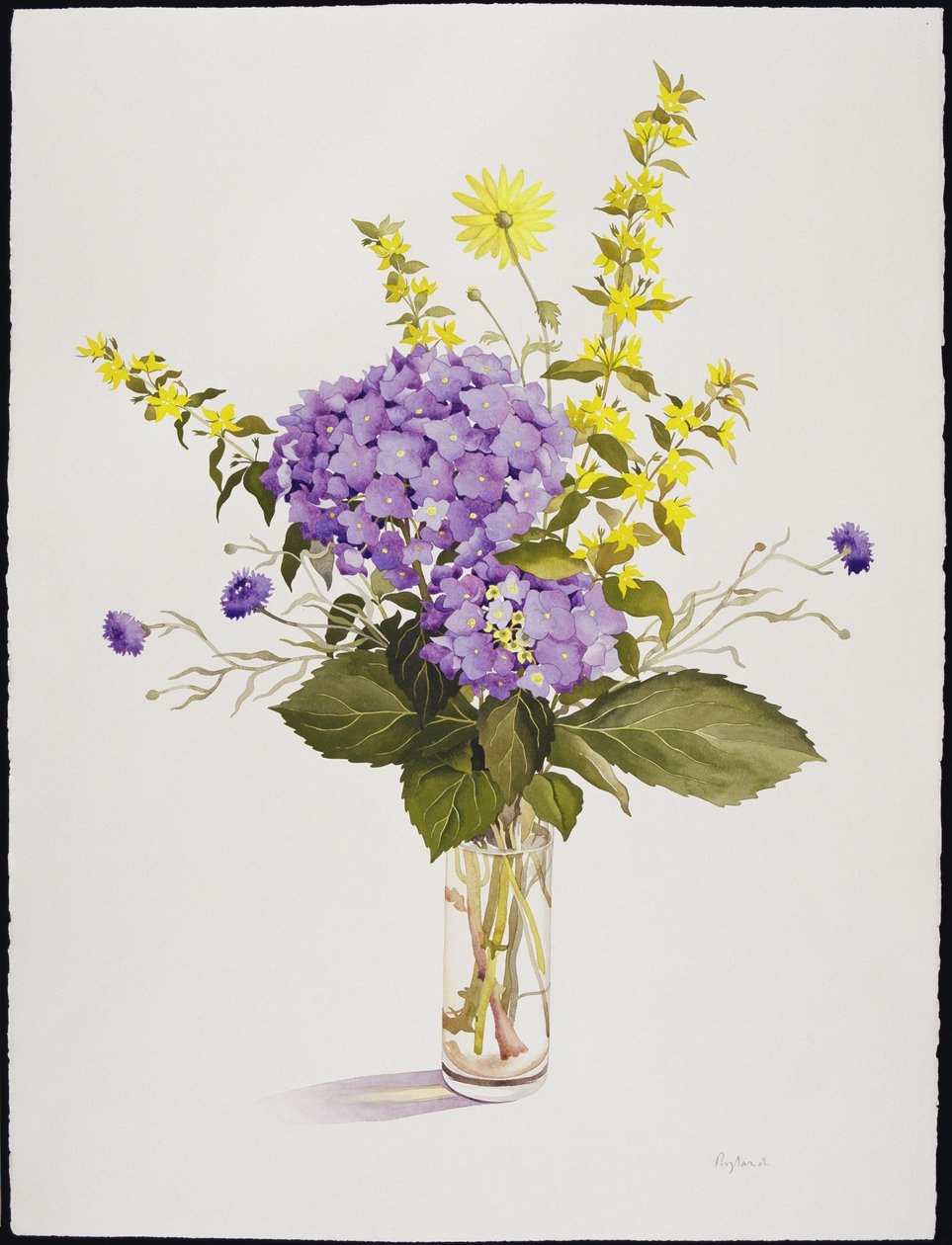 Blue Hydrangea with Yellow Loosestrife by Christopher Ryland