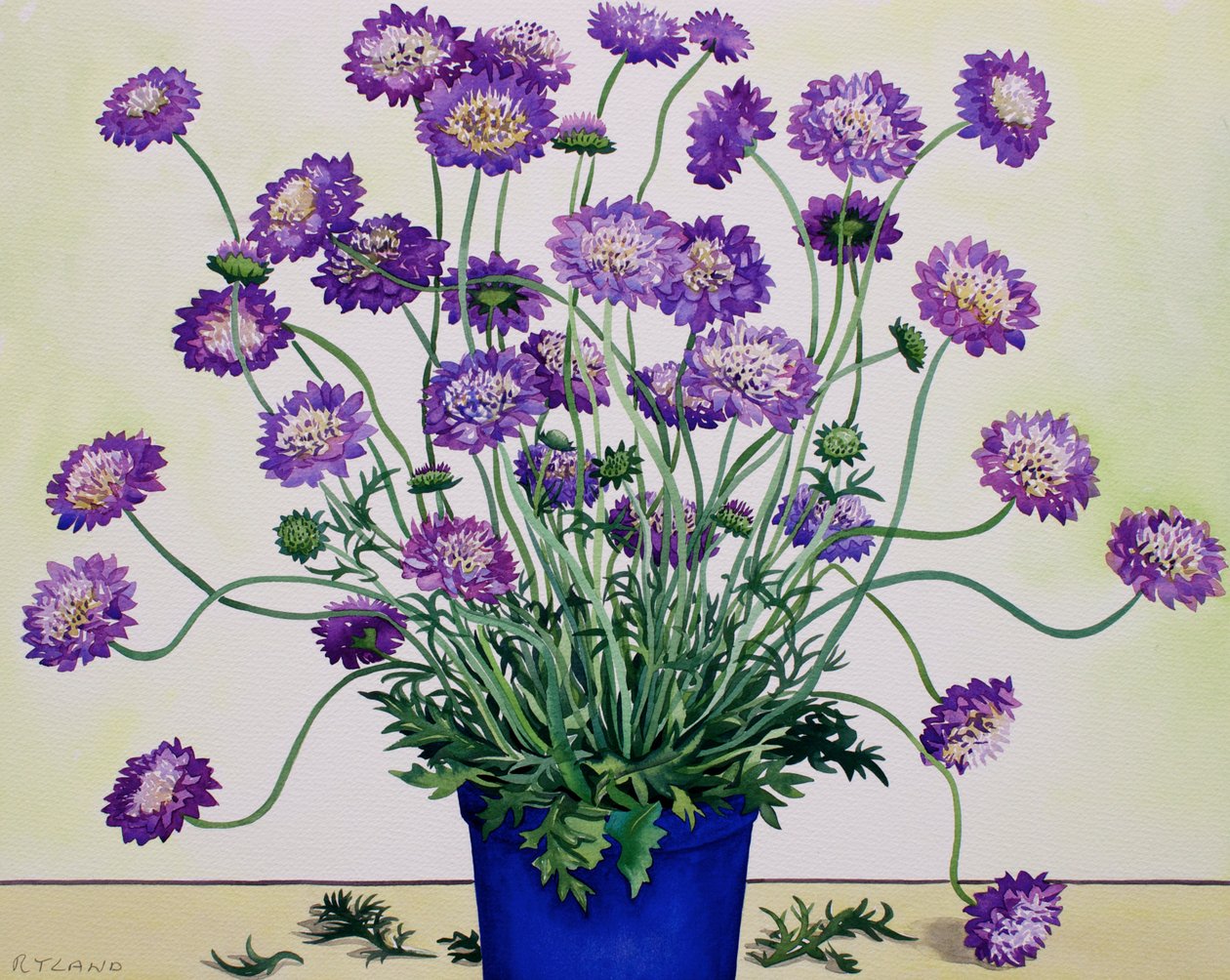 Scabious by Christopher Ryland