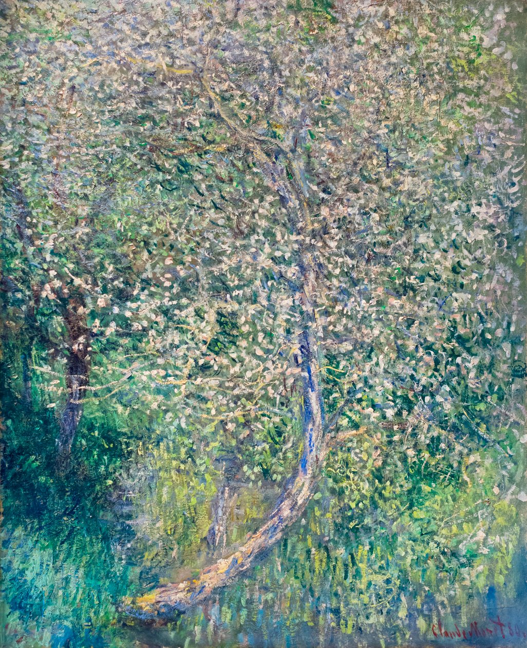 Apple Trees in Bloom at Water