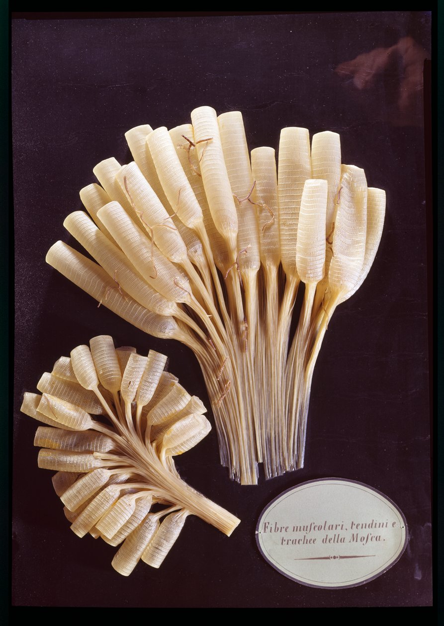 Model of the muscle fibres, tendons and trachea of a fly by Clemente Susini