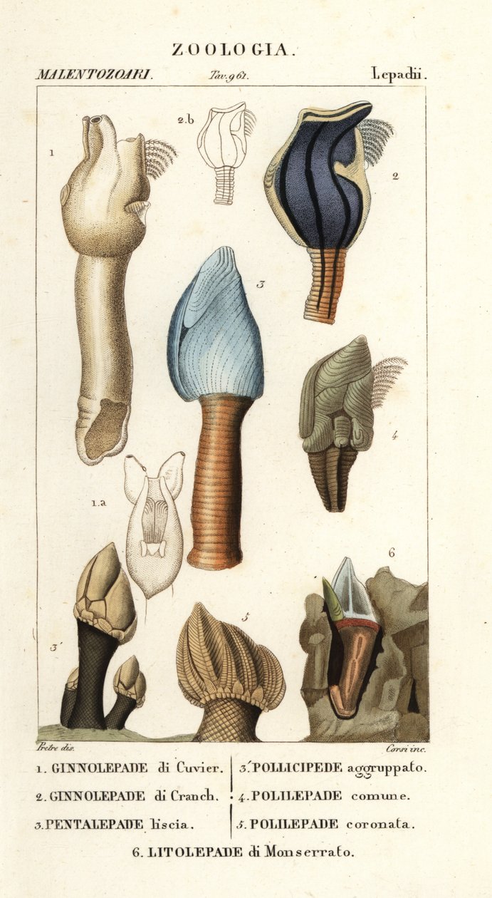 Goose Barnacles by Corsi Corsi