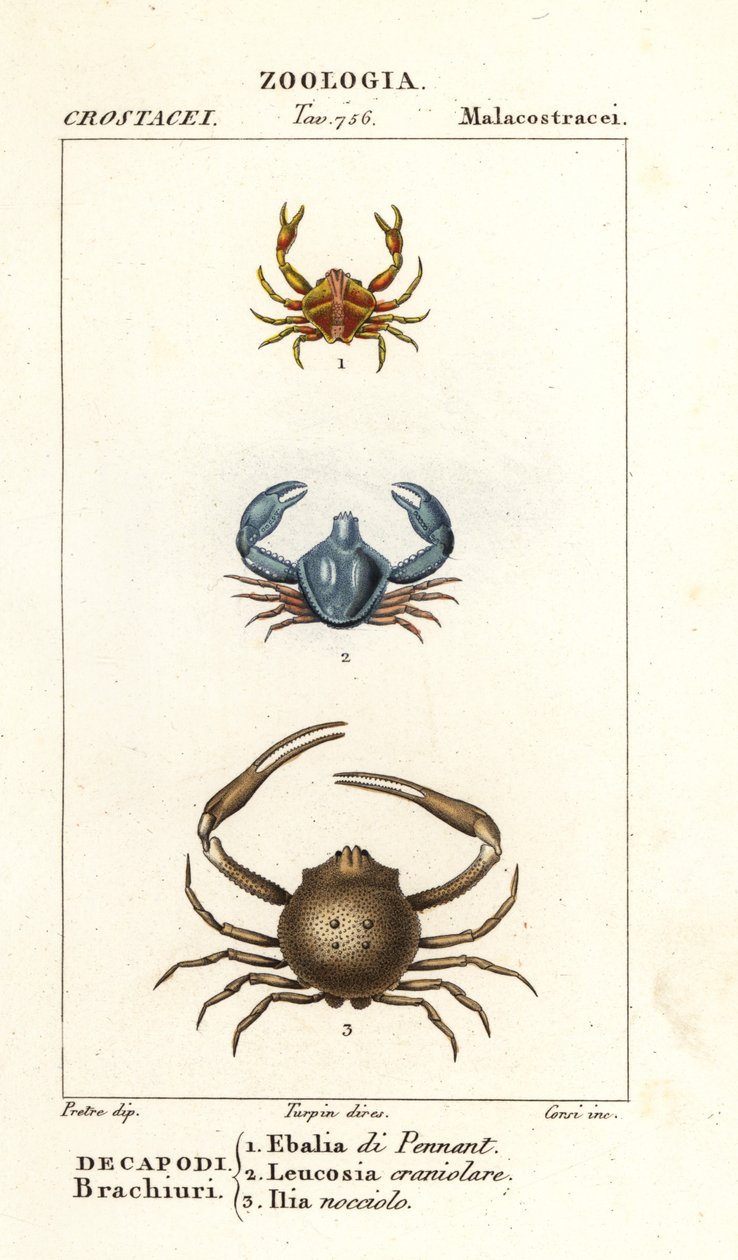Species of crab by Corsi Corsi