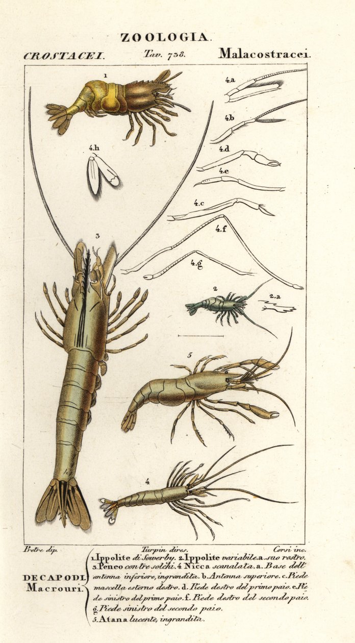 Species of Shrimp by Corsi Corsi