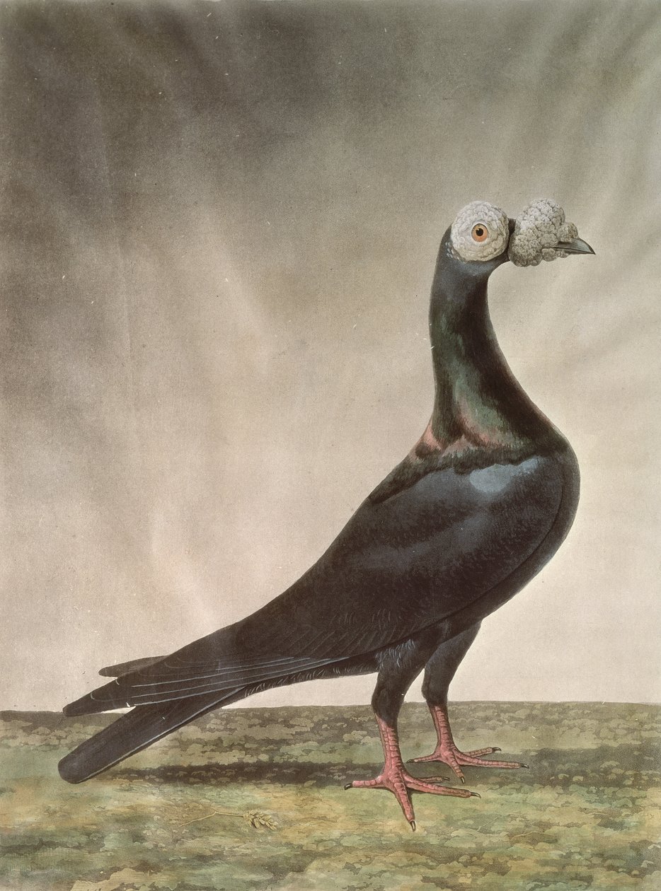 Portrait of a Carrier Pigeon by D. Wolsenholme