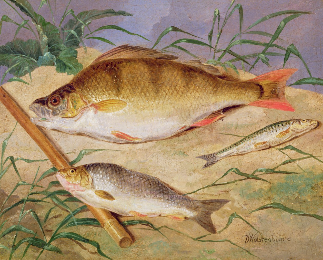 An Angler