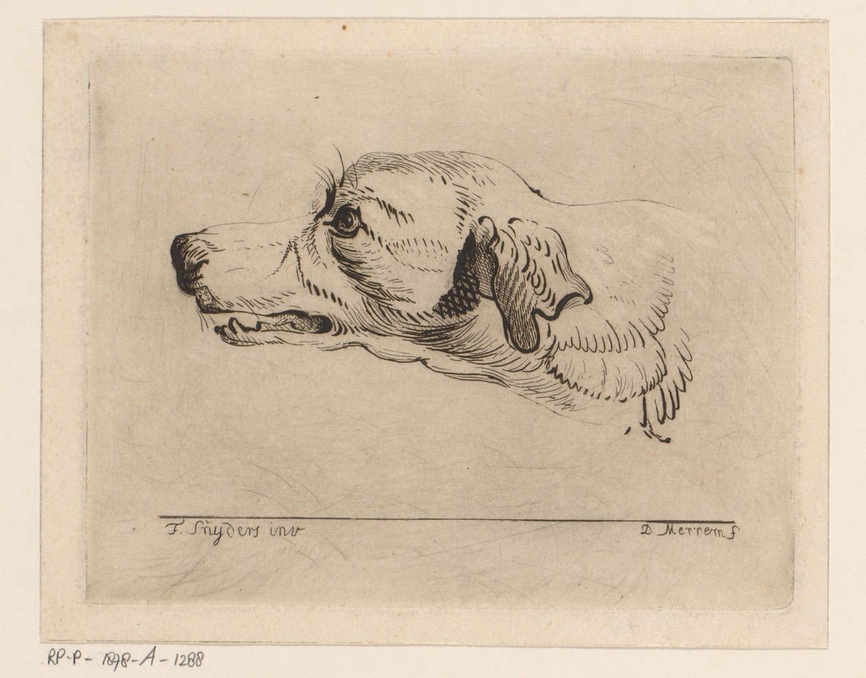Head of a Dog by D. Merrem