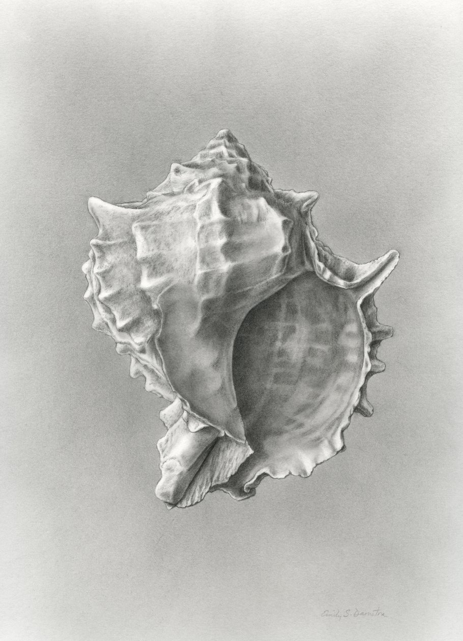 Conch shell study by Damstra Emily
