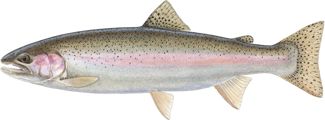 Rainbow Trout by Damstra Emily