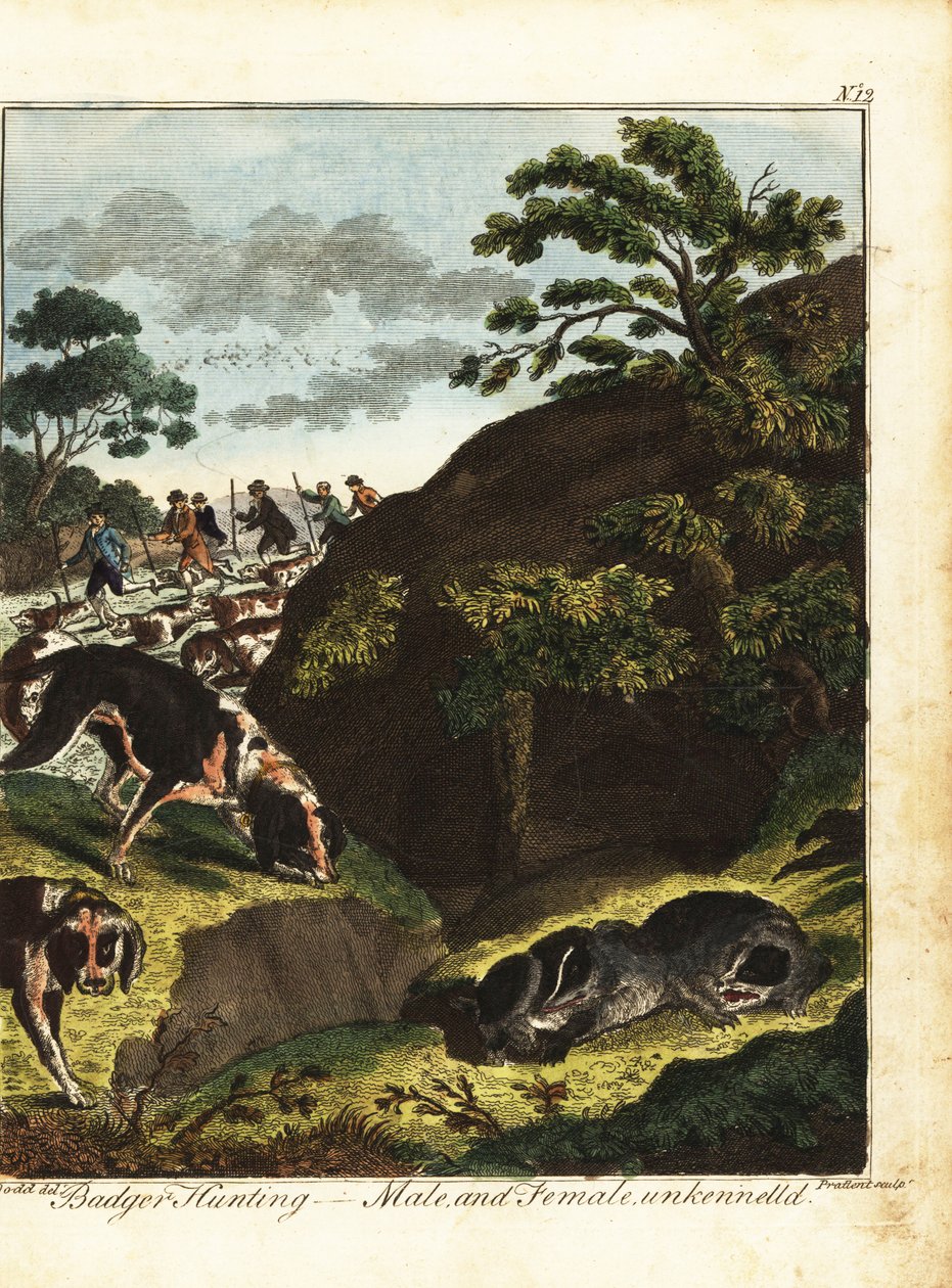 Armed men hunting badgers, England by Daniel (after) Dodd