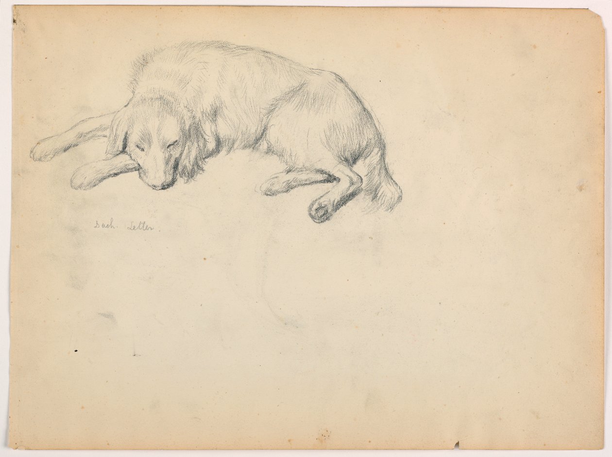 Dash (a Setter), ca. 1862 by Daniel Huntington