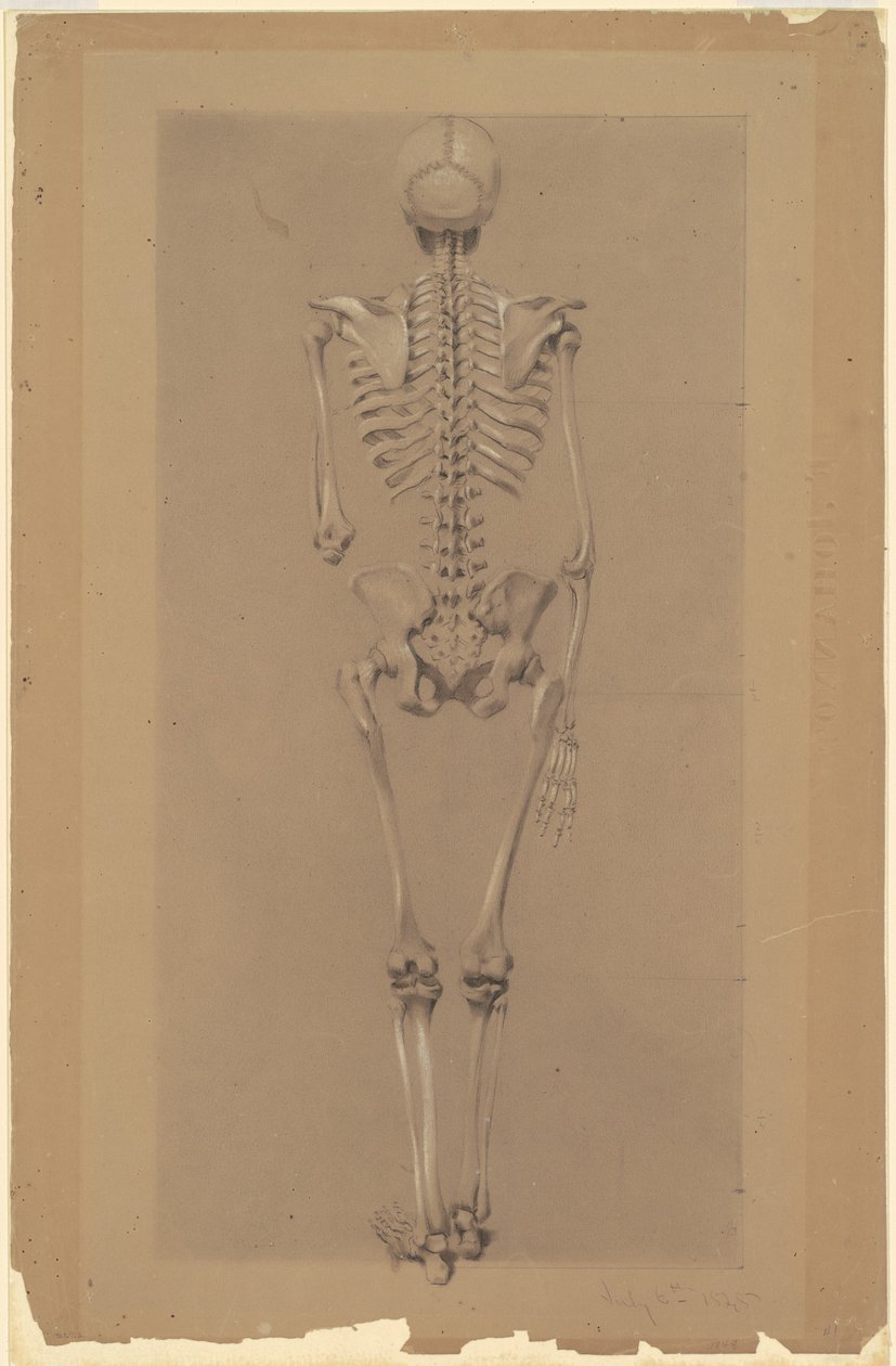 Rear View of a Skeleton by Daniel Huntington
