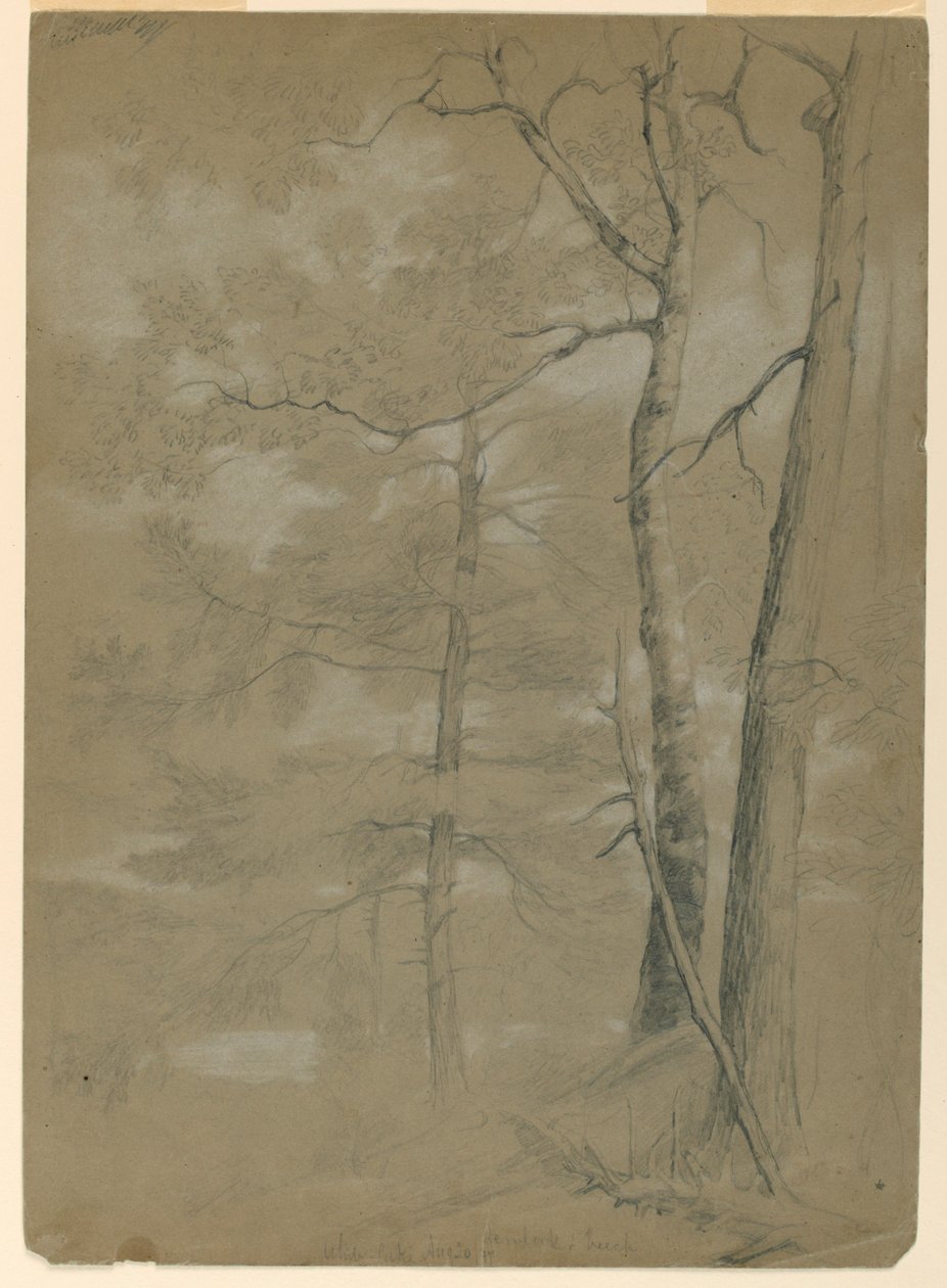 Study of Hemlock and Beech, White Lake by Daniel Huntington