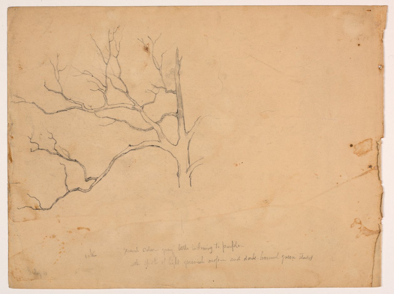 Study of a Dead Oak Tree by Daniel Huntington