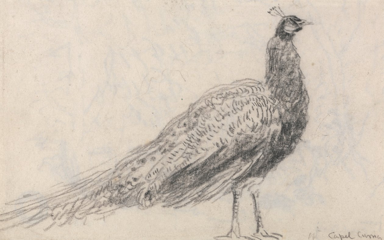 Peacock at Capel Curig by David Cox