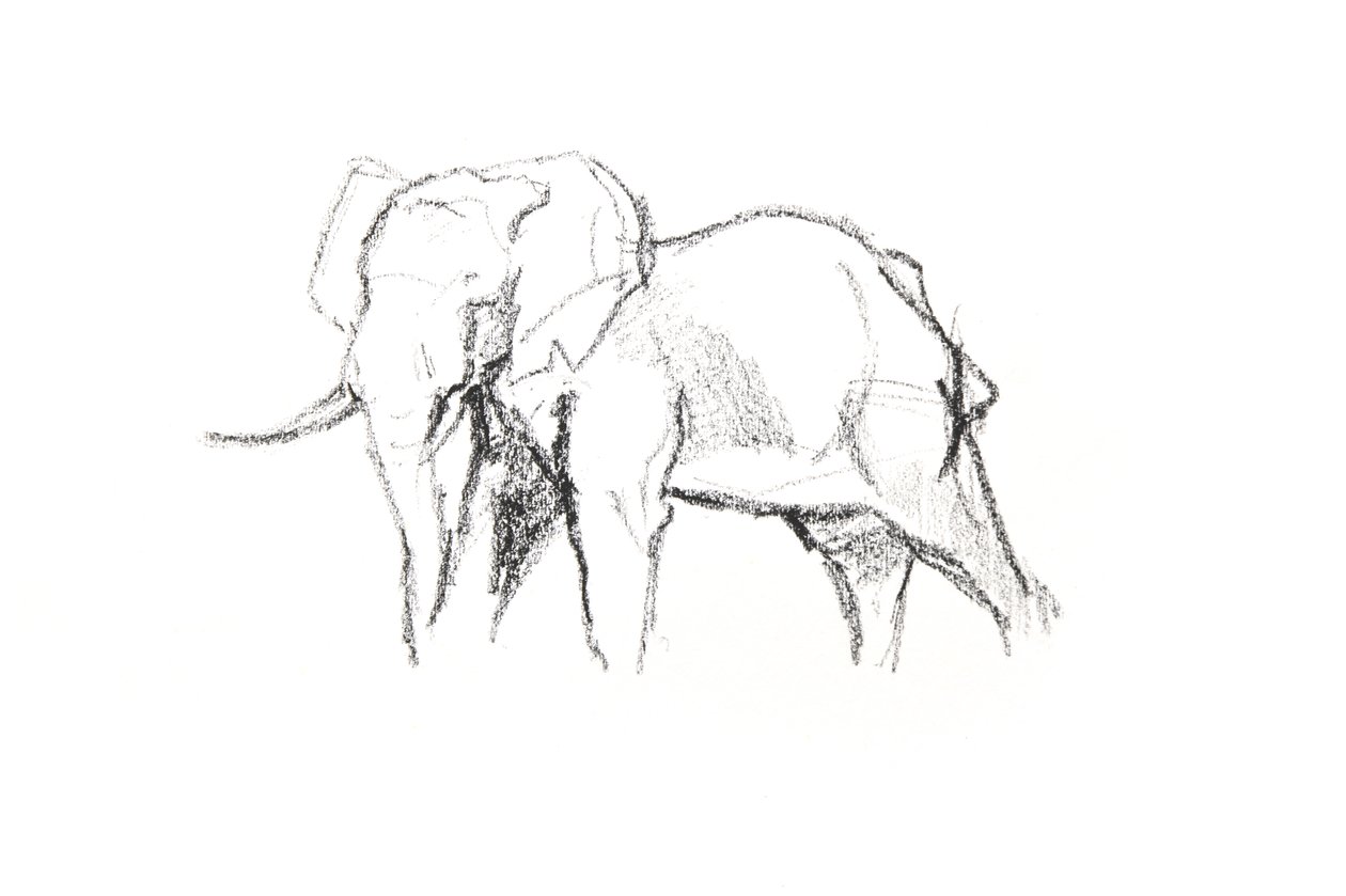 Bull Elephant by David Mayer
