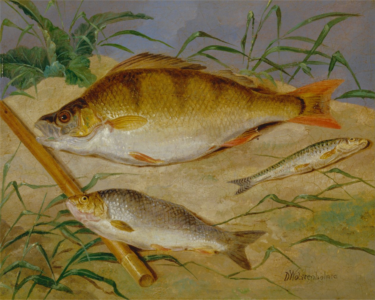An Angler