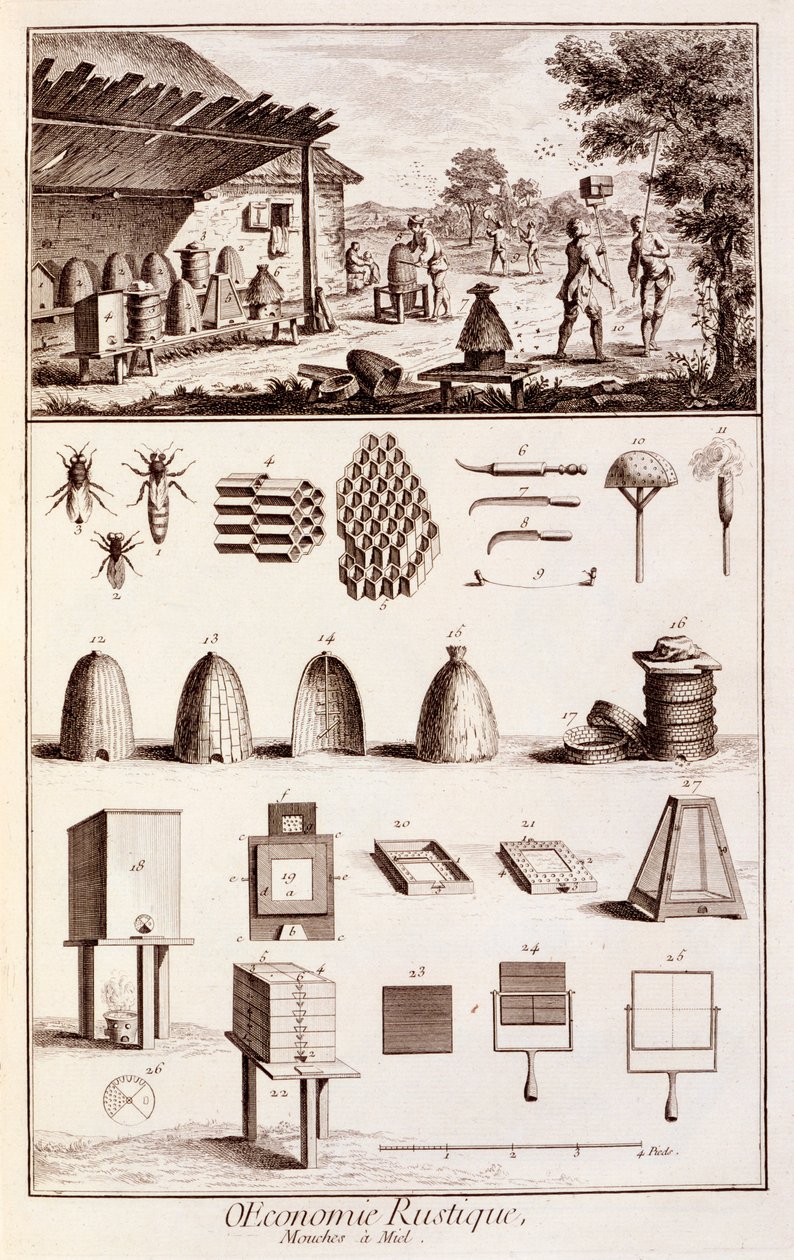 Beekeeping, from 