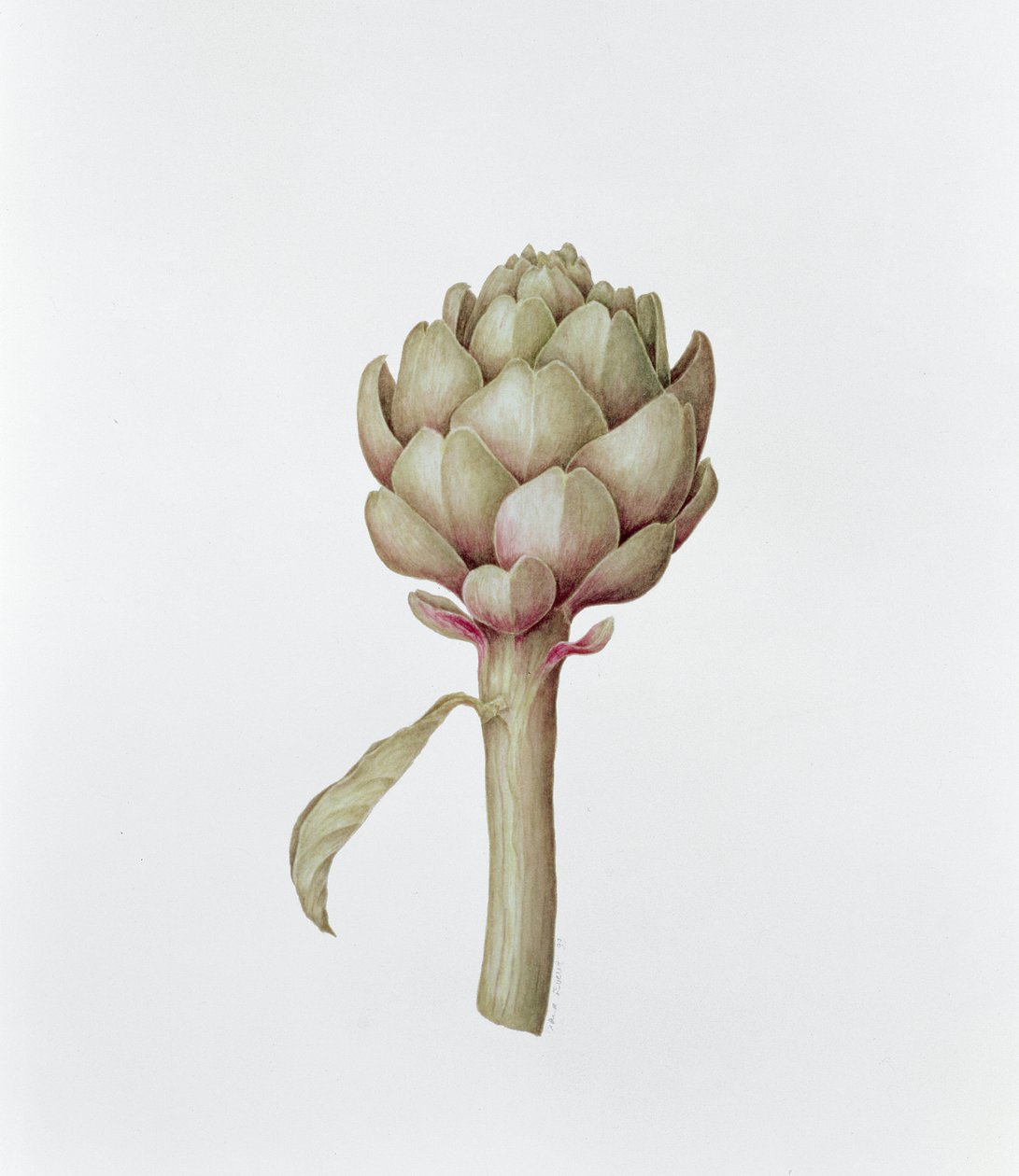 Artichoke, 1999 by Diana Everett