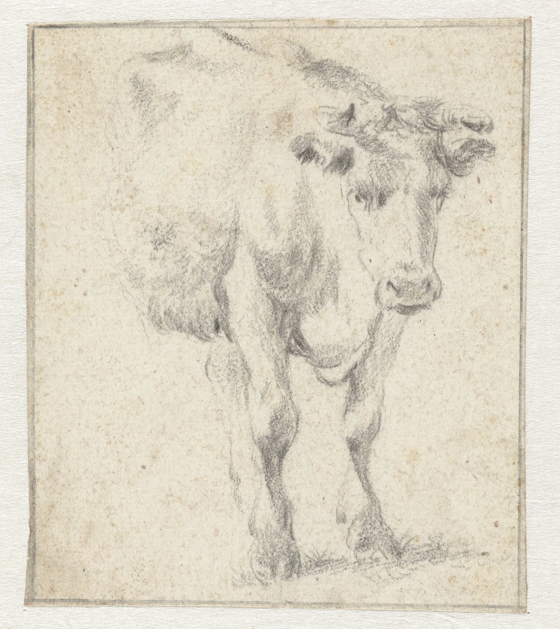 Study of a Cow by Dirk Stoop