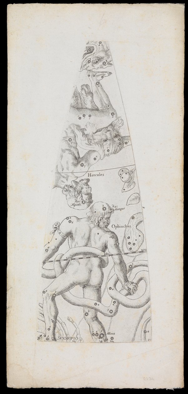 Celestial Globe Gores by Domenico de