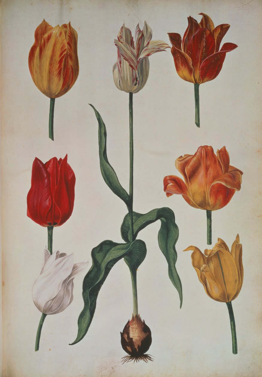 Tulips: from Verzameling van Bloemen naar deNatuur getekend (Collection of Flowers Drawn from Nature) by Dutch School