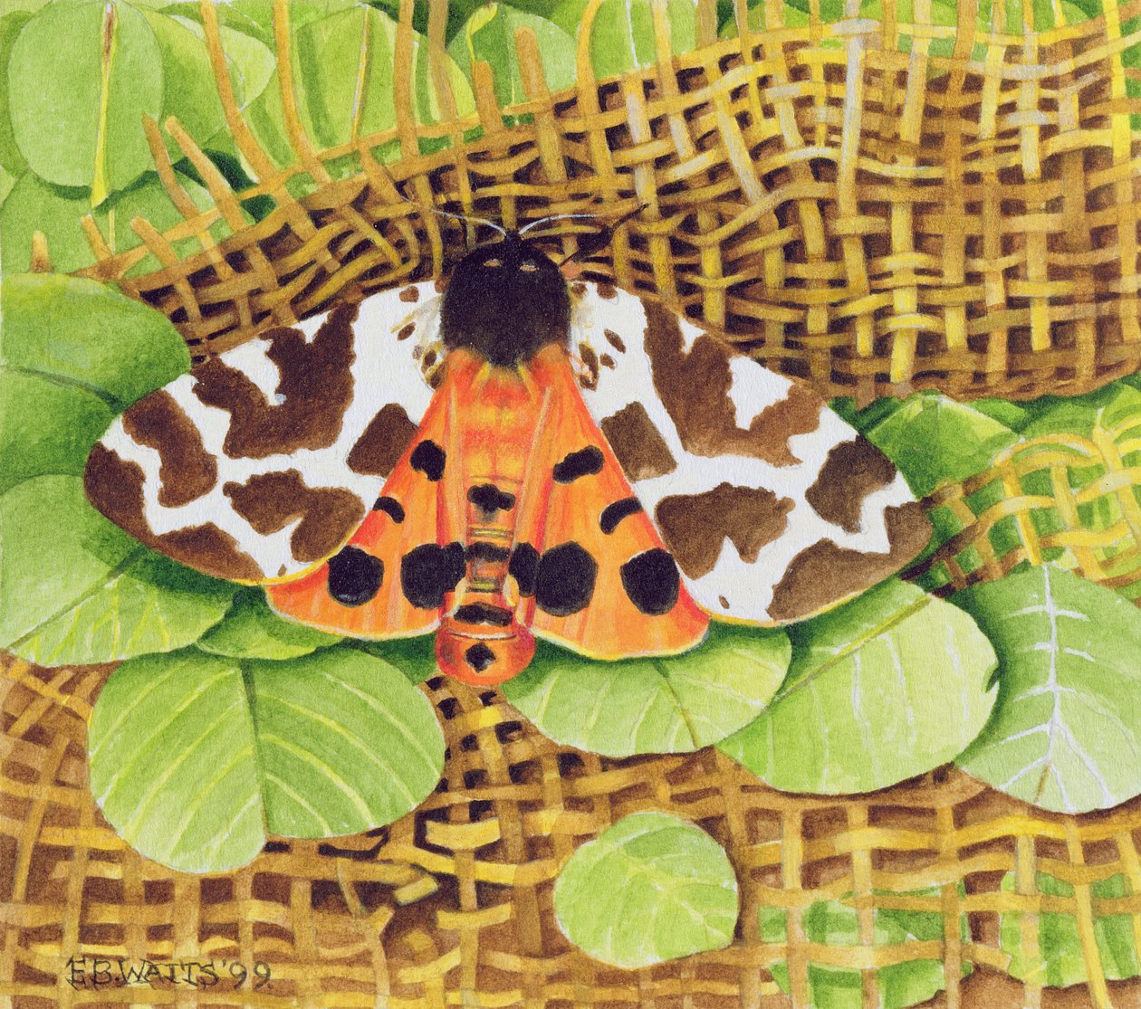 Tiger Moth, 1999 by E.B. Watts